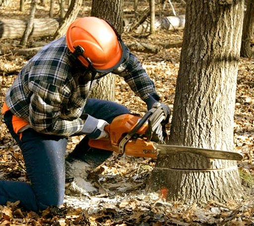 Tree Removal in Barnard, SD